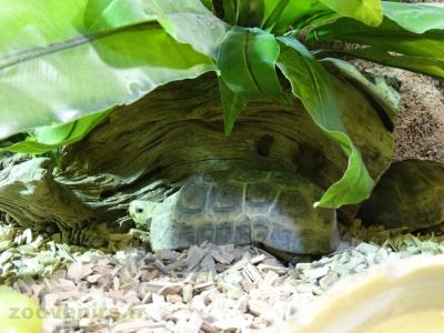 Tortue à dos articulé des savanes - 2016