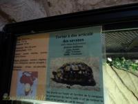 Tortue à dos articulé des savanes