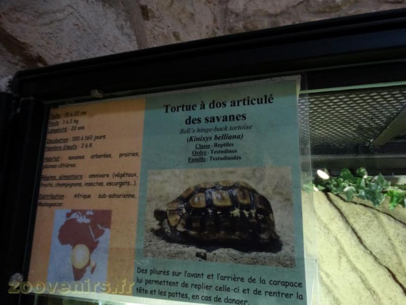 Tortue à dos articulé des savanes