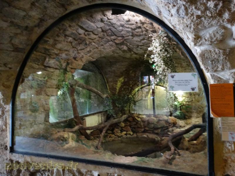 Caiman à lunettes 
