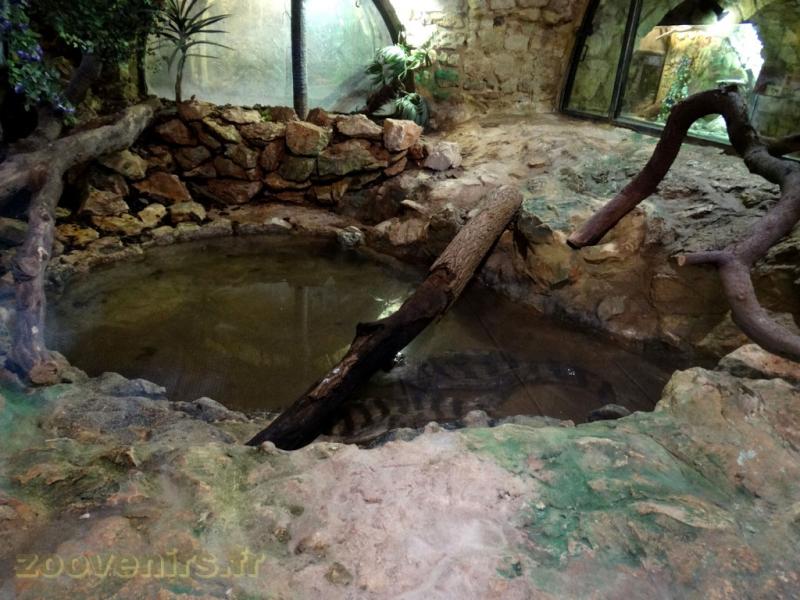 Caiman à lunettes