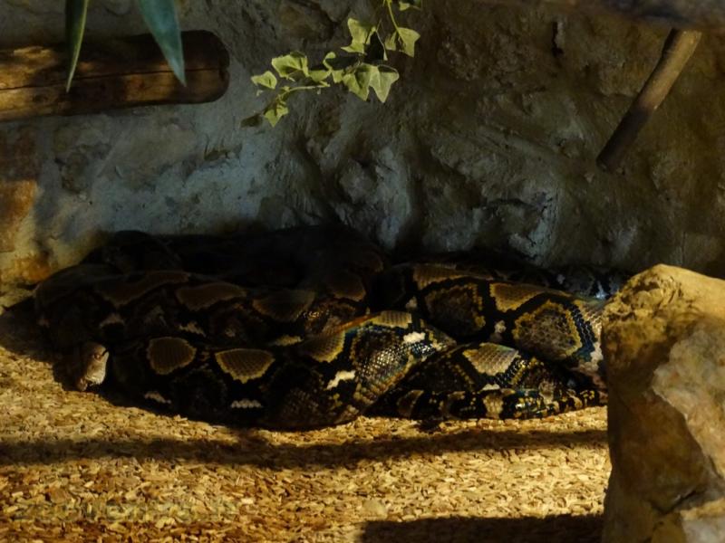 Python réticulé 