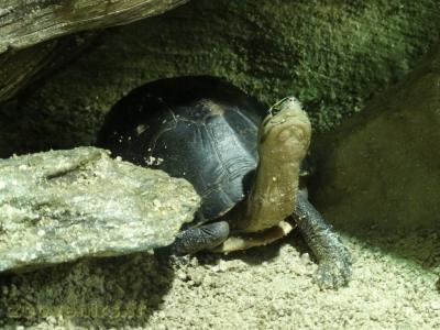 Tortue boite de Malaisie - 2016