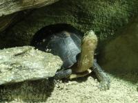 Tortue boite de Malaisie