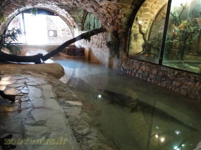 Crocodile du Nil - 2016