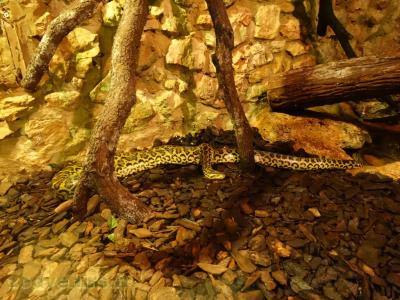 Anaconda jaune - 2016