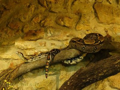 Boa constrictor - 2016