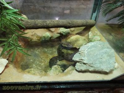 Anaconda vert - 2016