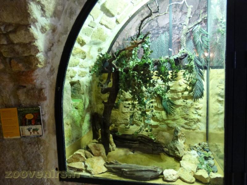 Serpent des blés