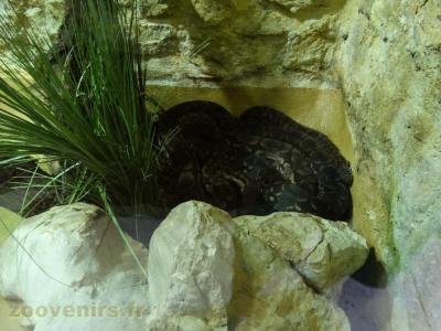 Boa de Dumeril - 2016