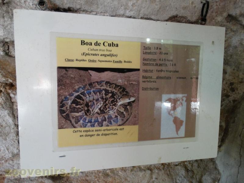 Boa de Cuba