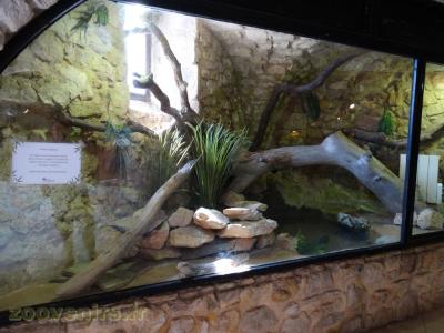 Varan des savanes - 2016