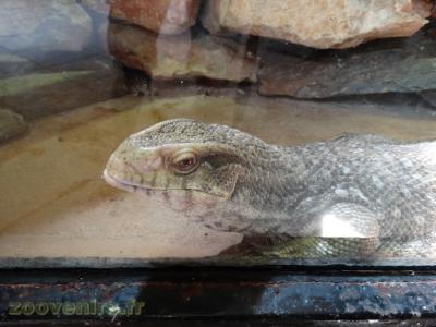 Varan des savanes - 2016