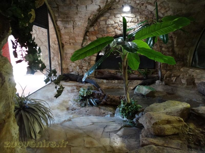 Crocodile nain