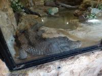 Crocodile nain