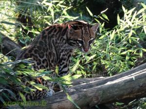 Ocelot