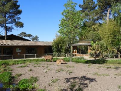 Tapir terrestre - 2017