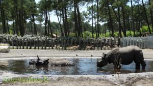 Rhinocéros indien
