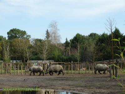 Rhinocéros indien - 2017