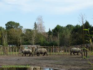 Rhinocéros indien