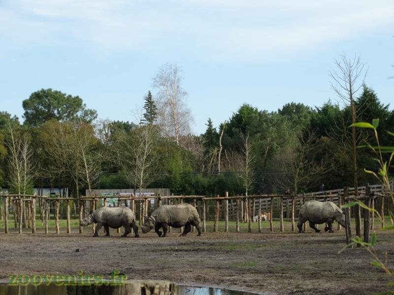 Rhinocéros indien