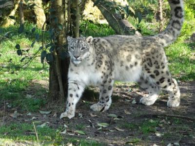 Panthère des neiges - 2017