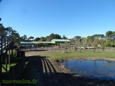 Rhinocéros indien - Cervicapre - Oie à tête barrée - 2017