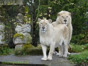 Lion blanc