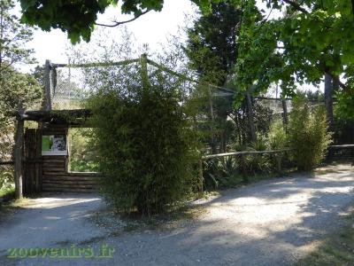 Panthère des neiges - 2017