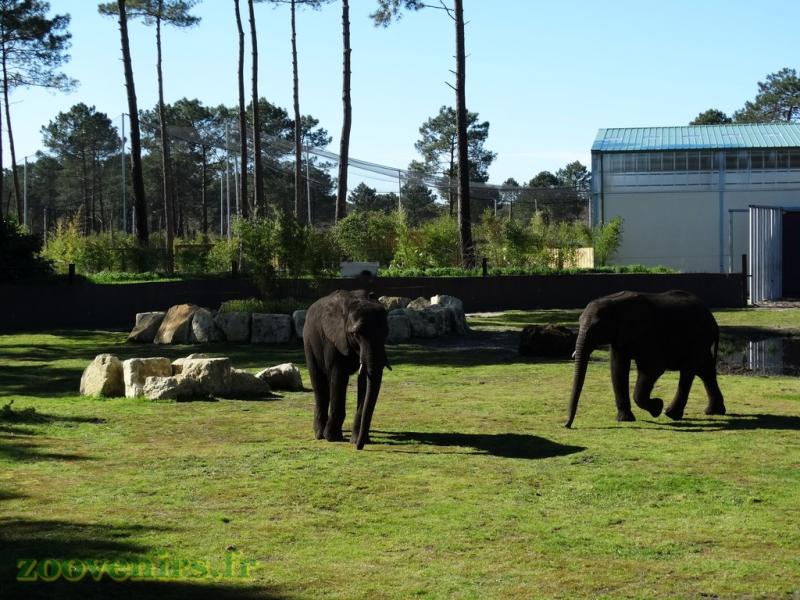 Éléphant d'Afrique 