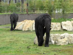 Éléphant d'Afrique 