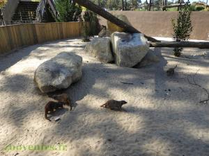 Suricate