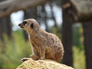 Suricate