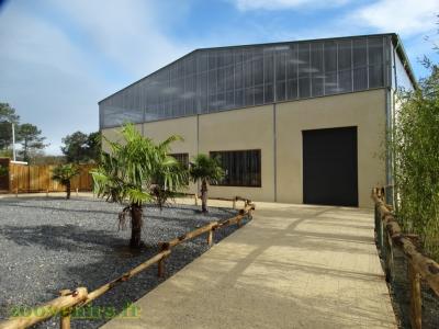 Éléphant d'Afrique - 2017