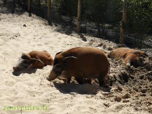 Potamochère