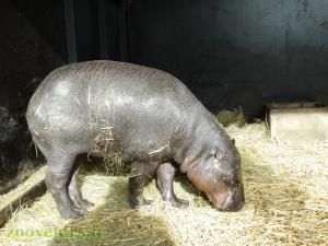 Hippopotame pygmée