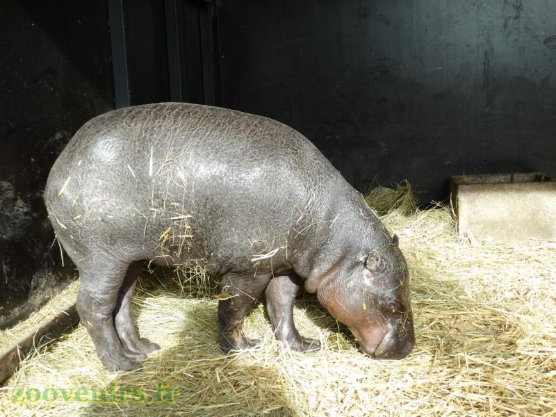 Hippopotame pygmée