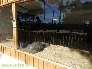 Hippopotame pygmée
