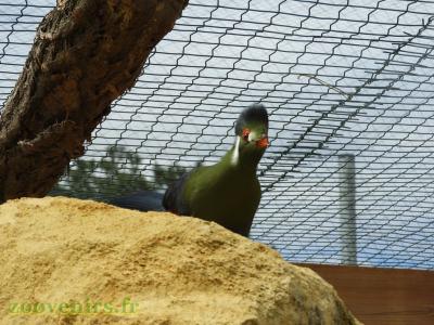 Touraco à joues blanches - 2017