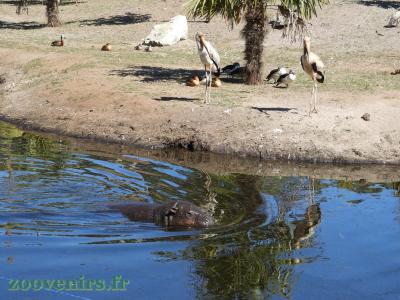 Hippopotame pygmée - 2017