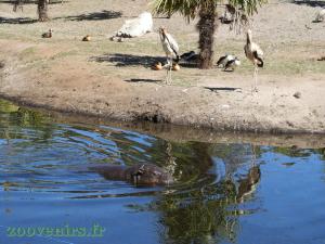 Hippopotame pygmée