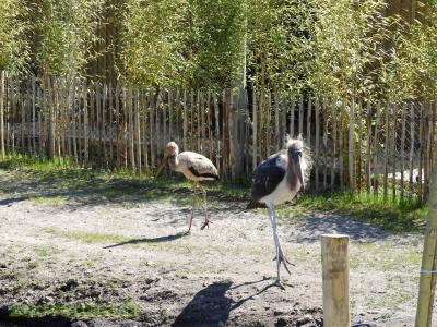 Marabout d'Afrique - Tantale ibis - 2017