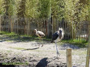 Marabout d'Afrique - Tantale ibis