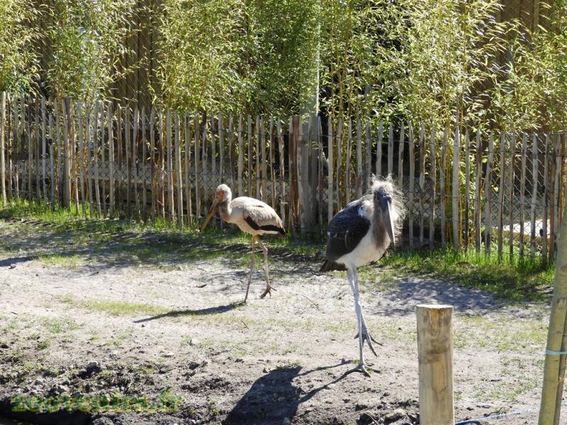 Marabout d'Afrique - Tantale ibis