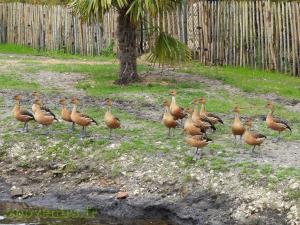 Dendrocygne fauve