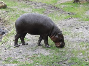 Hippopotame pygmée