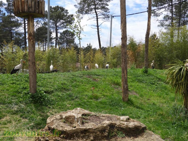 Cigogne - Ibis sacré - Spatule d'Afrique