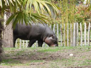 Hippopotame pygmée