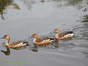 Dendrocygne fauve