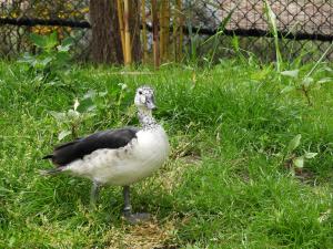 Canard à bosse